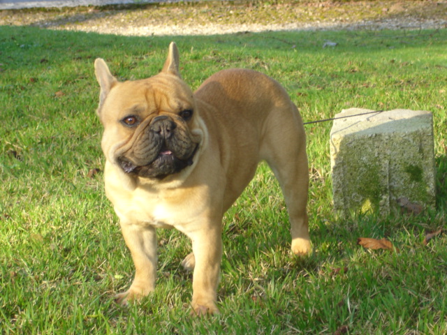 Elvis le king des Princes de la foret noire