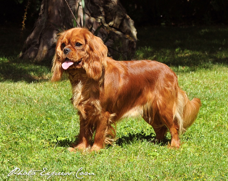 Destin de star doline des Princes de la foret noire