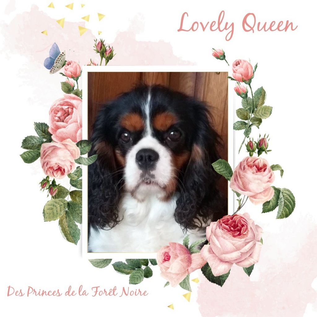 Lovely queen des Princes de la foret noire