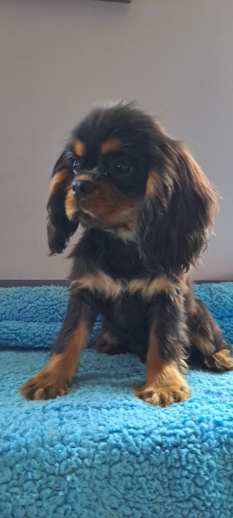 des Princes de la foret noire - Chiot disponible  - Cavalier King Charles Spaniel