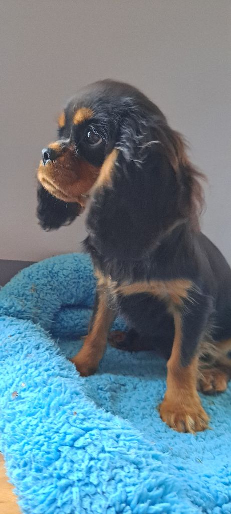 des Princes de la foret noire - Chiot disponible  - Cavalier King Charles Spaniel