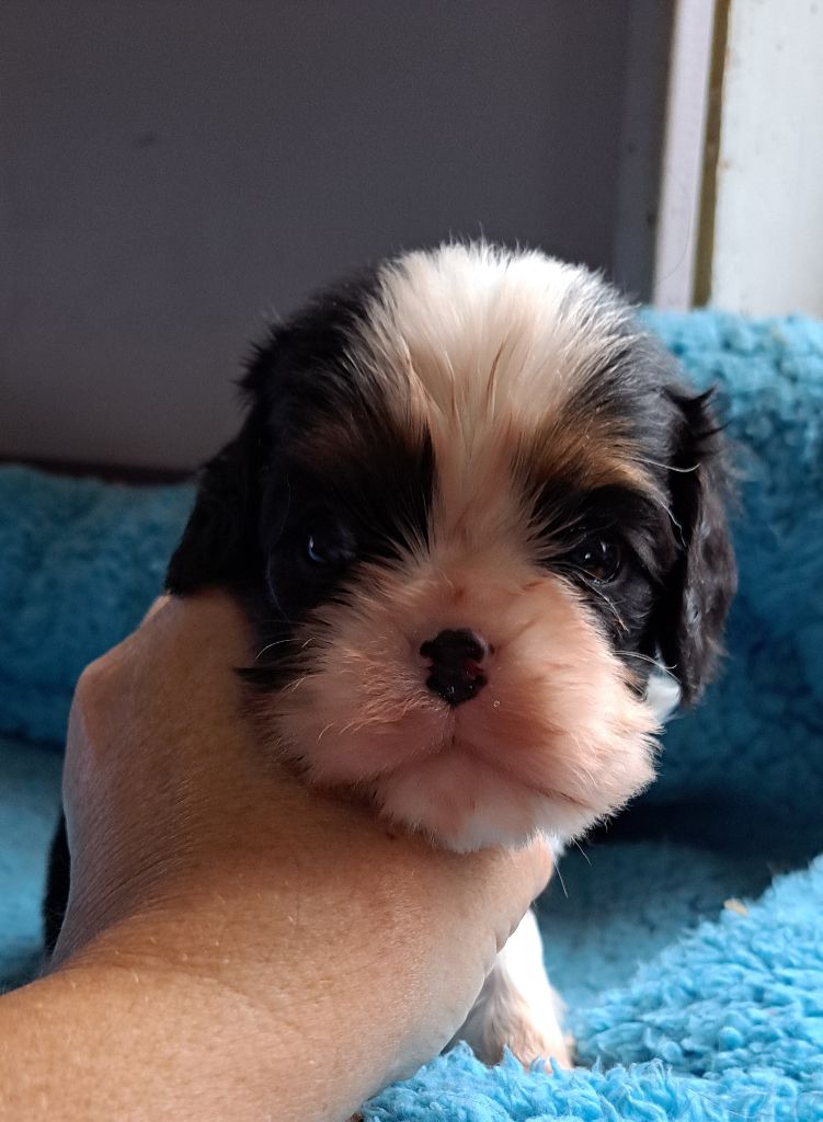 des Princes de la foret noire - Chiot disponible  - Cavalier King Charles Spaniel