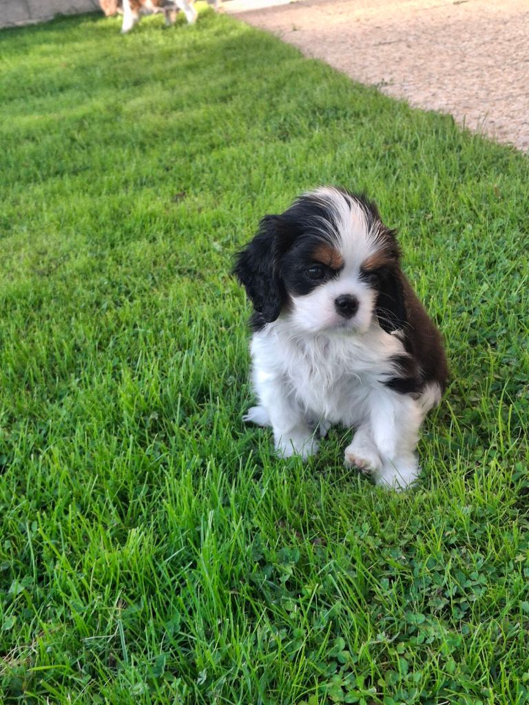 des Princes de la foret noire - Chiot disponible  - Cavalier King Charles Spaniel