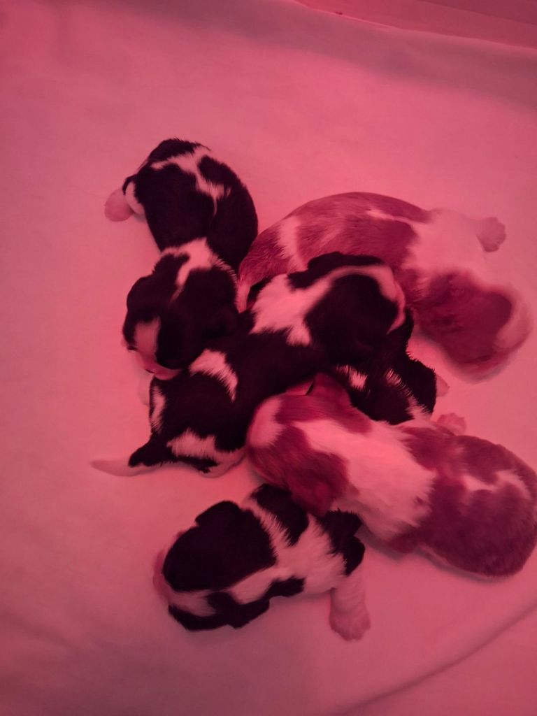 des Princes de la foret noire - Chiot disponible  - Cavalier King Charles Spaniel