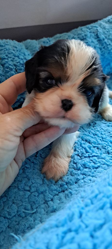 des Princes de la foret noire - Chiot disponible  - Cavalier King Charles Spaniel