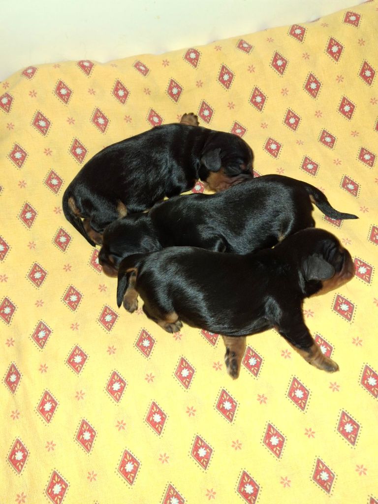 des Princes de la foret noire - Chiot disponible  - Cavalier King Charles Spaniel