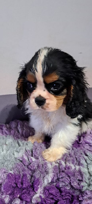 des Princes de la foret noire - Cavalier King Charles Spaniel - Portée née le 18/10/2024