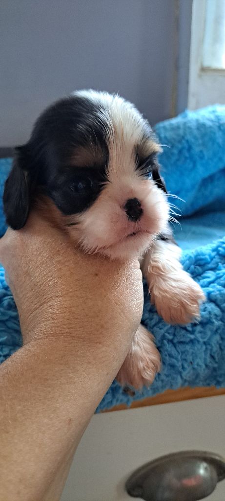 des Princes de la foret noire - Chiot disponible  - Cavalier King Charles Spaniel