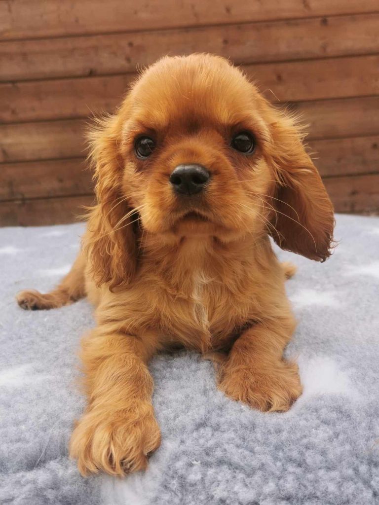 des Princes de la foret noire - Chiot disponible  - Cavalier King Charles Spaniel