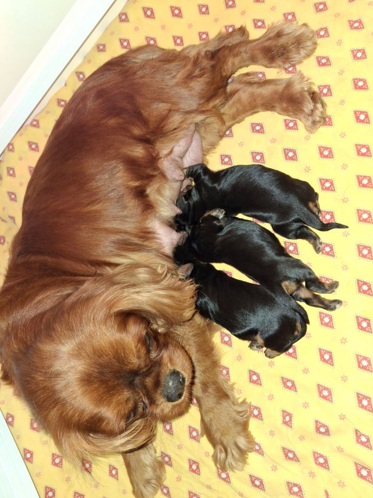 des Princes de la foret noire - Chiot disponible  - Cavalier King Charles Spaniel