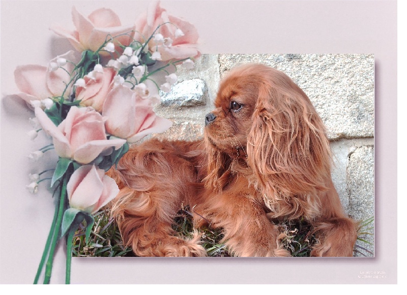 CINDY CRAWFORD DITE CASSY des Princes de la foret noire