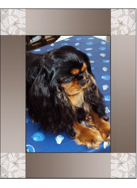 Docteur House dit Doc des Princes de la foret noire