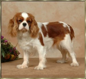 CH. Athena des falaises d etretat