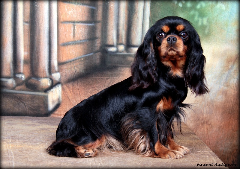 Haltesse royale heidi du domaine des petits princes