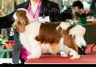 CH. Good luck forever des Princes de la foret noire
