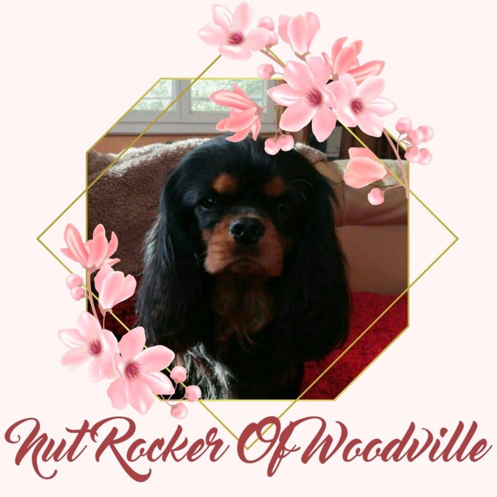 Nut rocker Of woodville