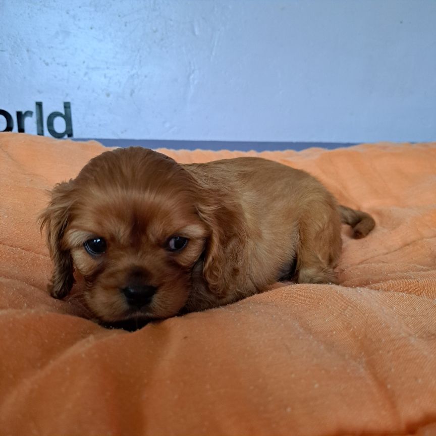 des Princes de la foret noire - Chiots disponibles - Cavalier King Charles Spaniel