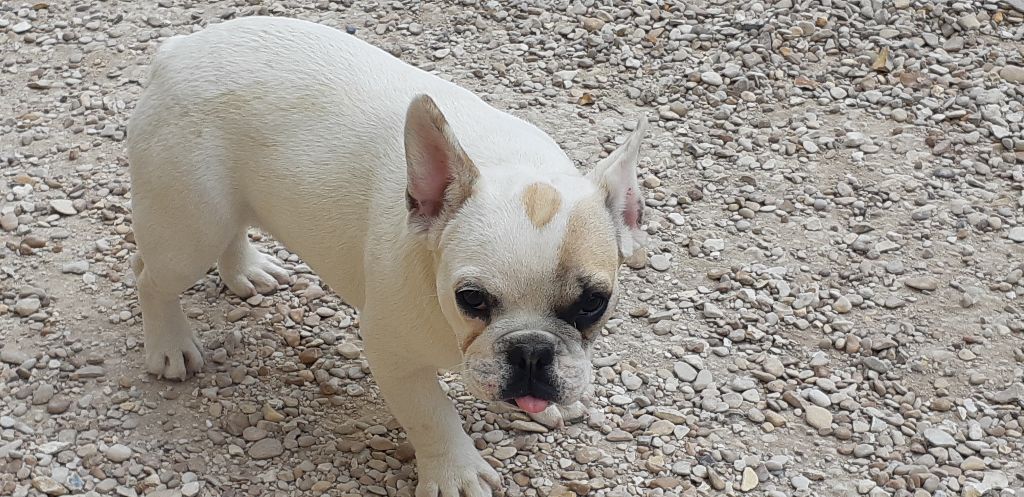 des Princes de la foret noire - Chiots disponibles - Bouledogue français