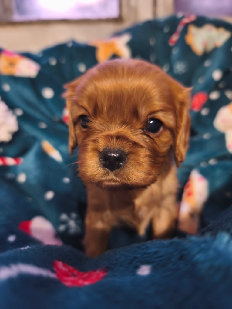 des Princes de la foret noire - Cavalier King Charles Spaniel - Portée née le 30/11/2025