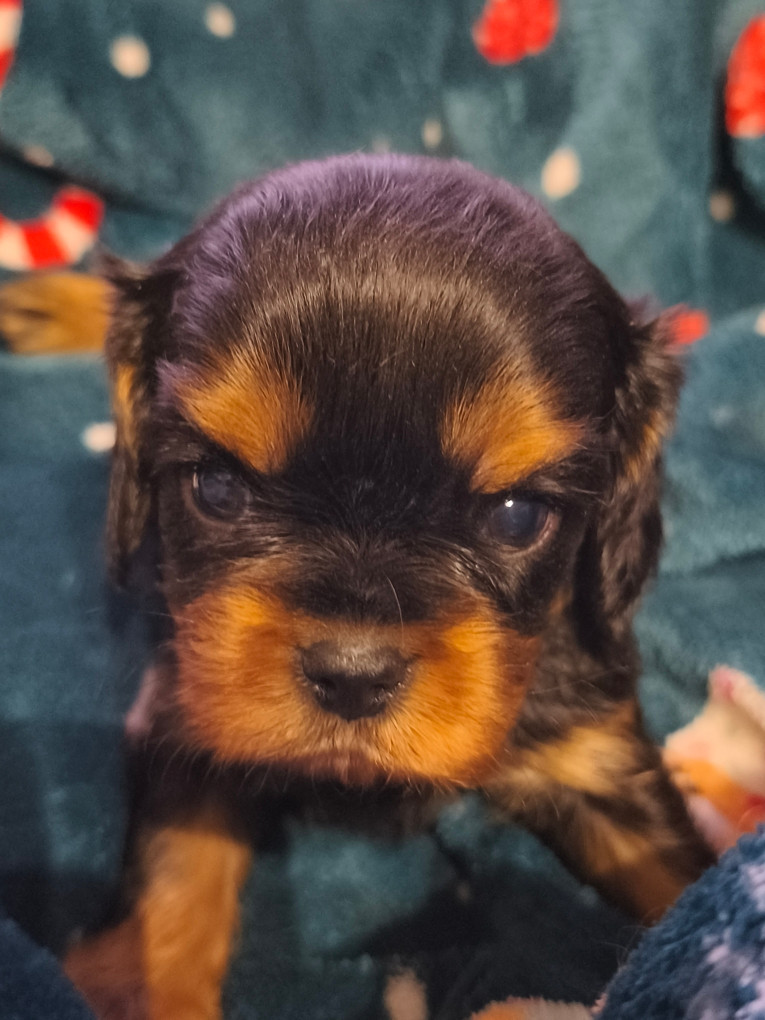 des Princes de la foret noire - Chiots disponibles - Cavalier King Charles Spaniel