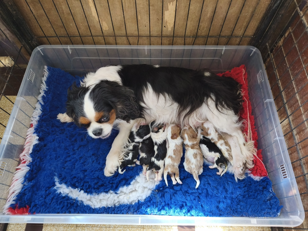 Chiot Cavalier King Charles Spaniel des Princes de la foret noire