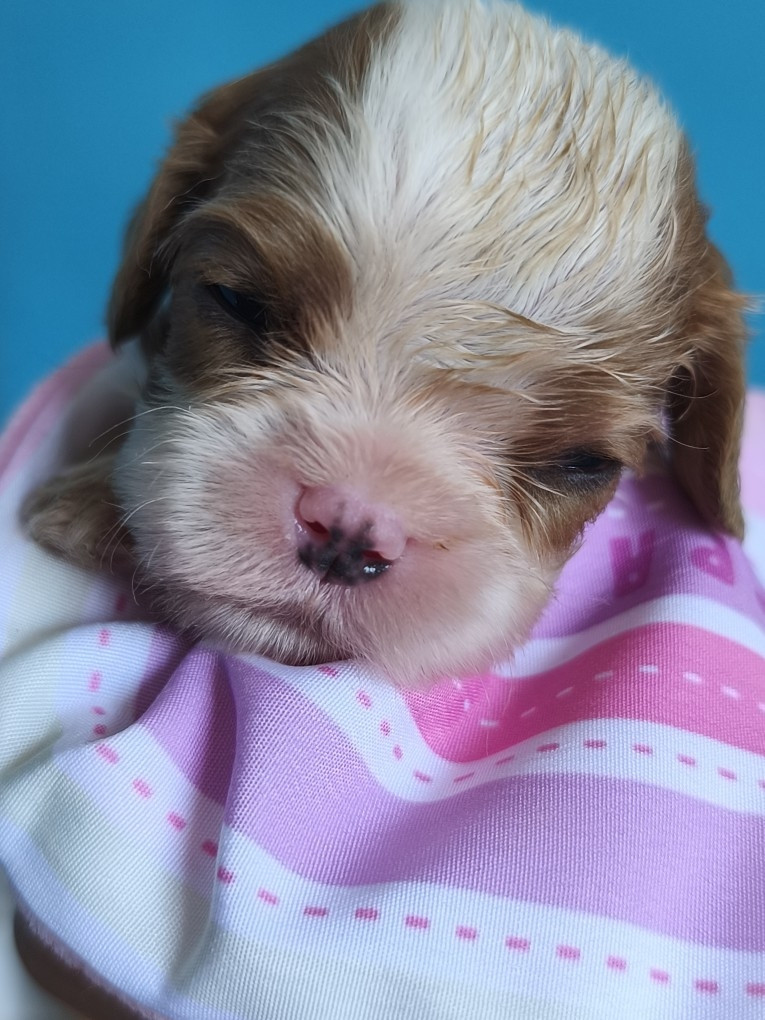 des Princes de la foret noire - Chiots disponibles - Cavalier King Charles Spaniel
