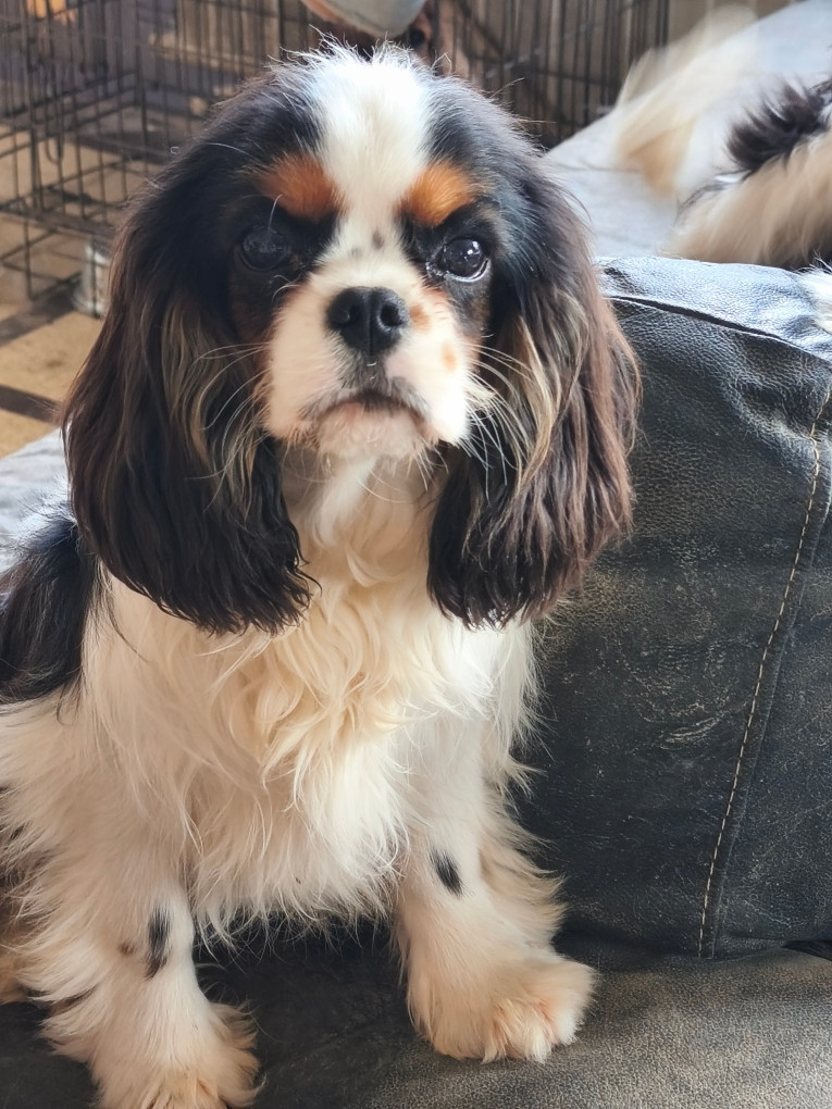 des Princes de la foret noire - Chiots disponibles - Cavalier King Charles Spaniel