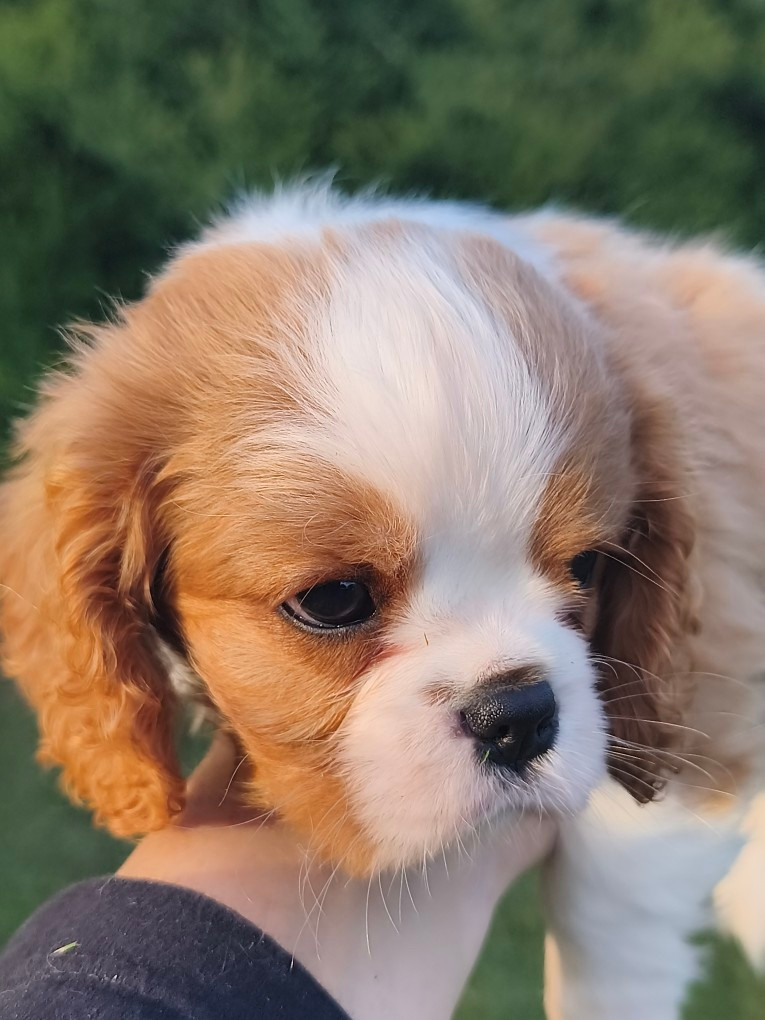 des Princes de la foret noire - Chiots disponibles - Cavalier King Charles Spaniel