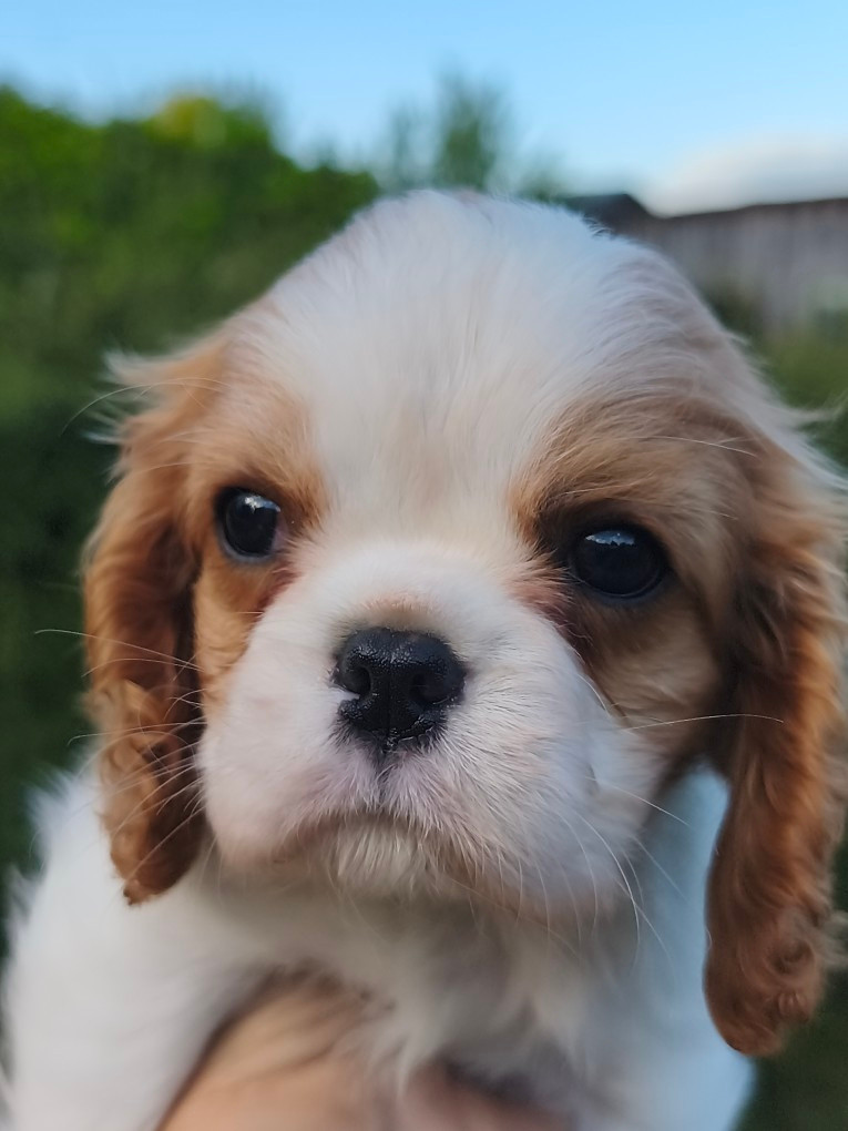 des Princes de la foret noire - Chiots disponibles - Cavalier King Charles Spaniel