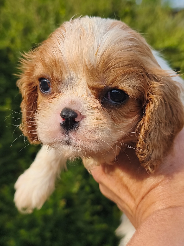 des Princes de la foret noire - Chiots disponibles - Cavalier King Charles Spaniel