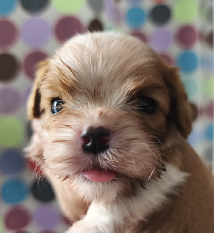 des Princes de la foret noire - Chiots disponibles - Cavalier King Charles Spaniel
