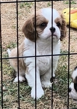 des Princes de la foret noire - Chiots disponibles - Cavalier King Charles Spaniel