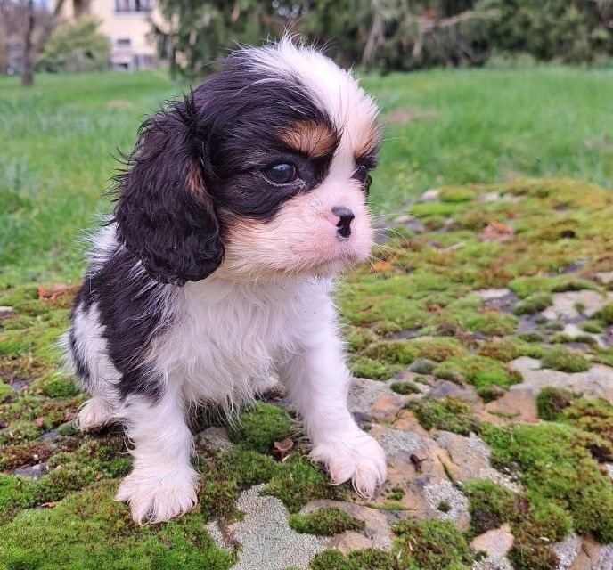 des Princes de la foret noire - Chiots disponibles - Cavalier King Charles Spaniel