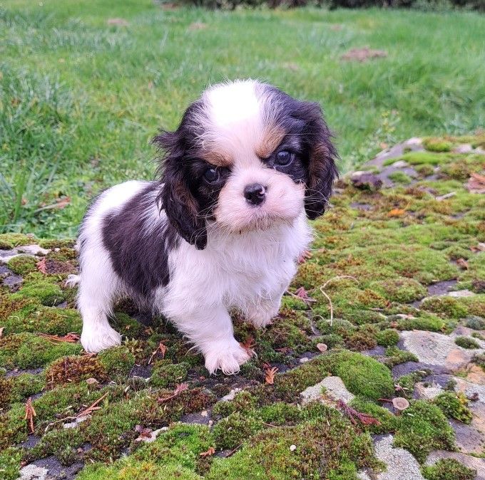 des Princes de la foret noire - Chiots disponibles - Cavalier King Charles Spaniel