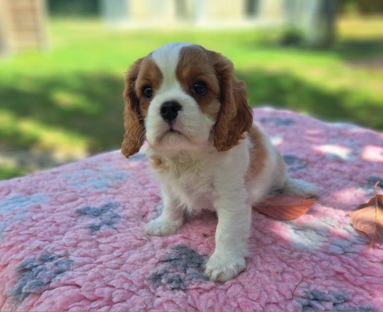 des Princes de la foret noire - Chiots disponibles - Cavalier King Charles Spaniel