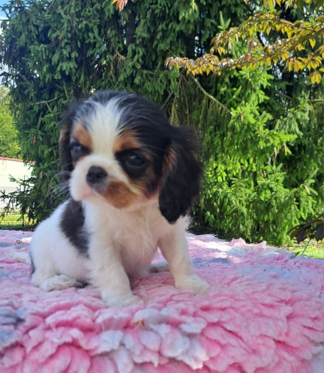 des Princes de la foret noire - Chiots disponibles - Cavalier King Charles Spaniel