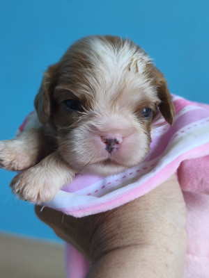 Chiot N°2