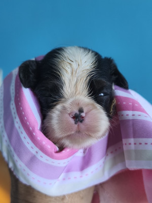 Chiot N°3