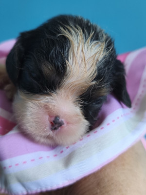Chiot N°4