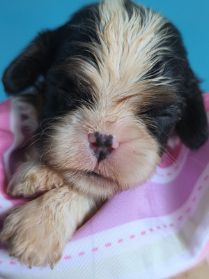 Chiot N°5