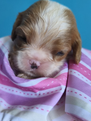 Chiot N°6