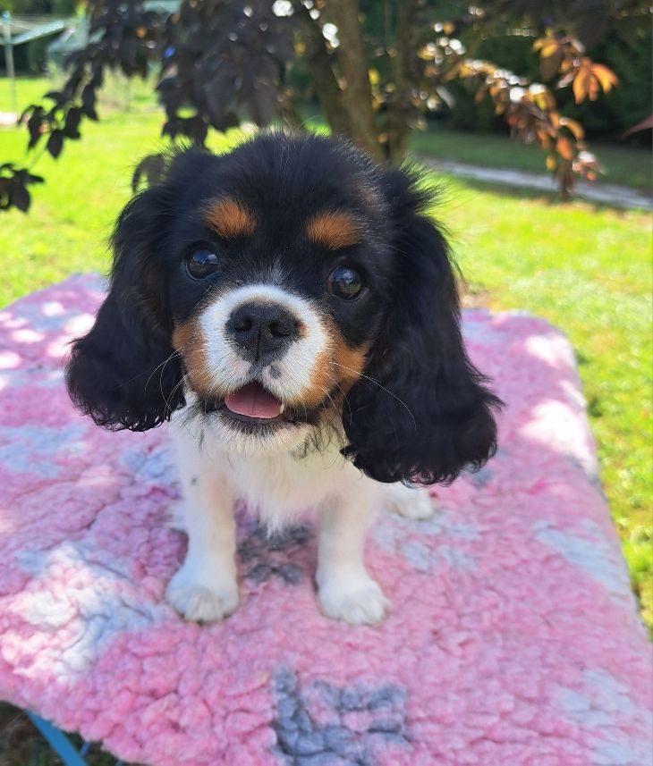des Princes de la foret noire - Chiots disponibles - Cavalier King Charles Spaniel