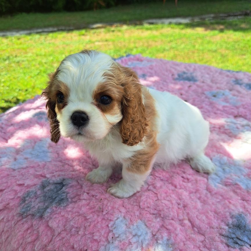 des Princes de la foret noire - Chiots disponibles - Cavalier King Charles Spaniel