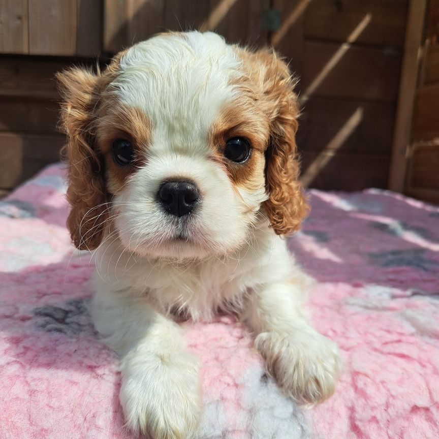 des Princes de la foret noire - Chiots disponibles - Cavalier King Charles Spaniel