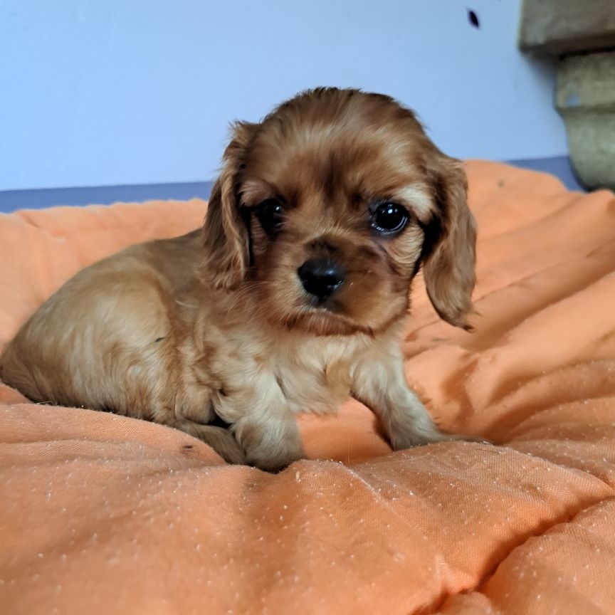 des Princes de la foret noire - Chiots disponibles - Cavalier King Charles Spaniel